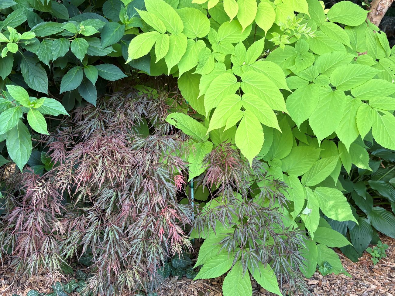 Texture, foliage, Japanese maple, aralia 'sun king