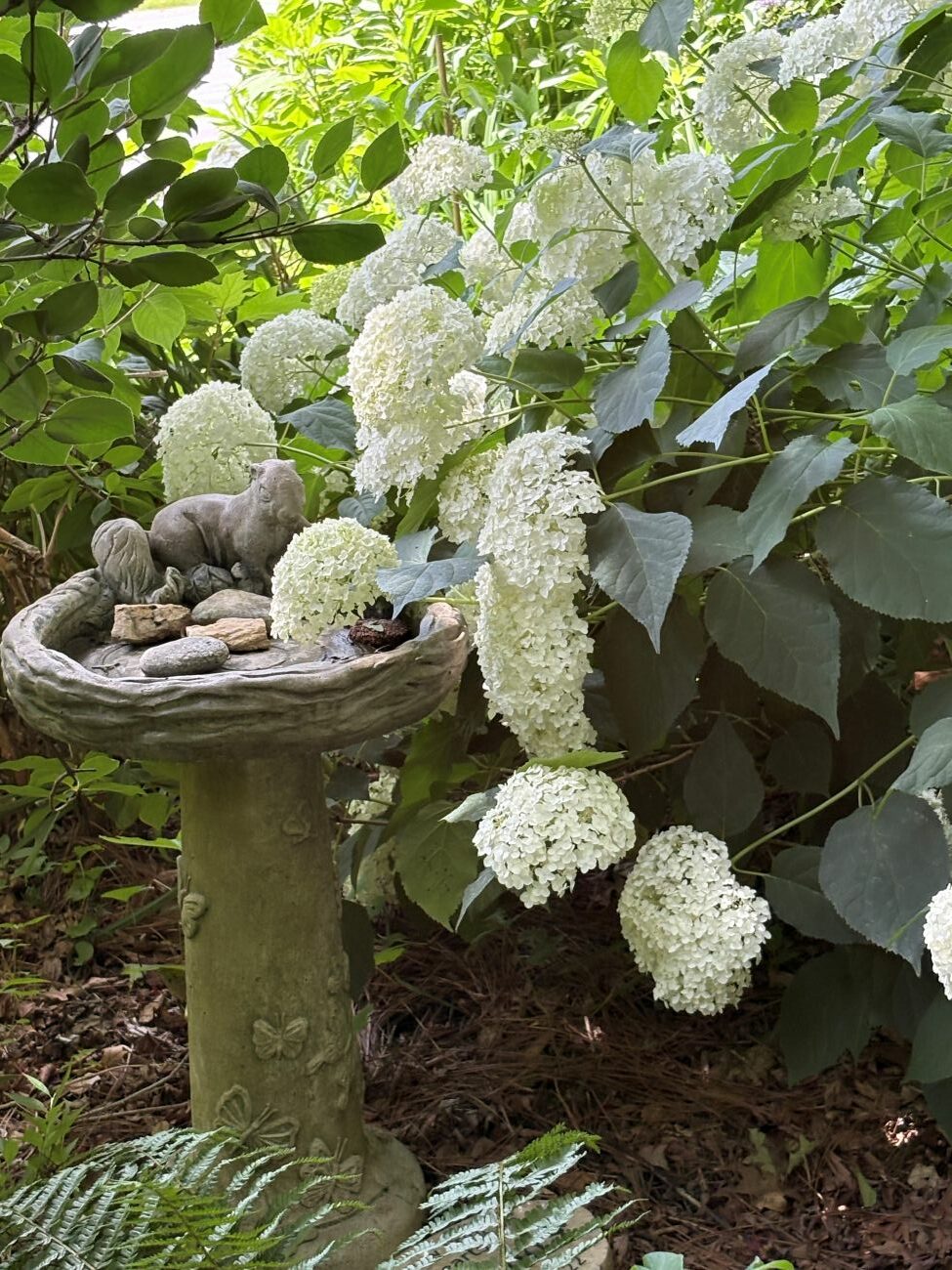 ‘Annabelle’ smooth hydrangea, bird bath