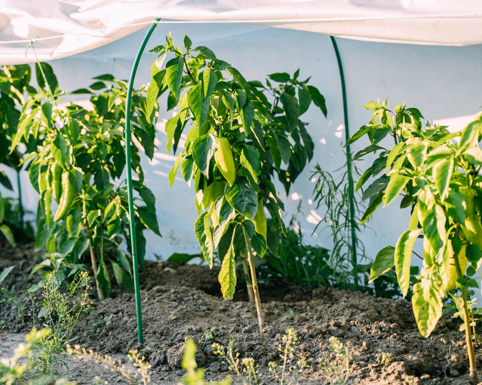 Pepper plants under cloth