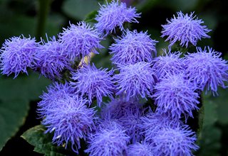 Blue Mink Floss Flower, Ageratum Houstonianum Shutterstock.com New York, NY