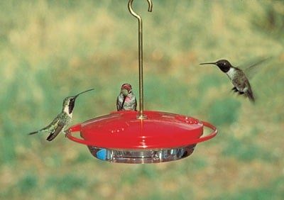 Hummingbird feeder