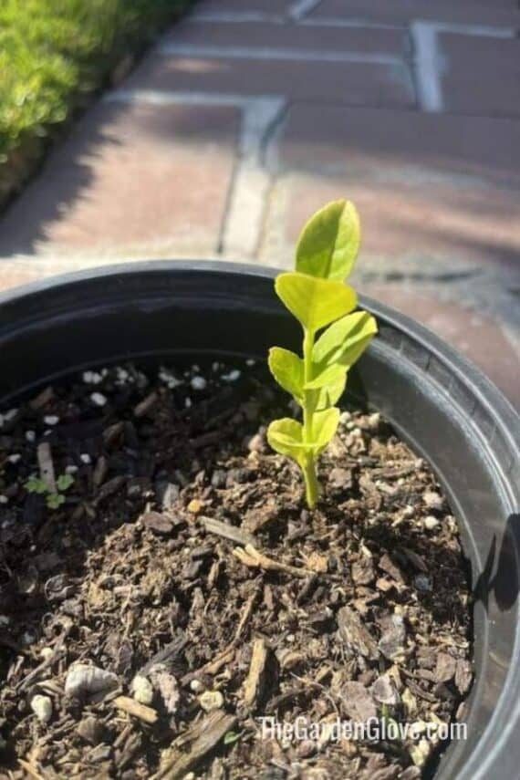 Baby lemon tree sprouting from soil