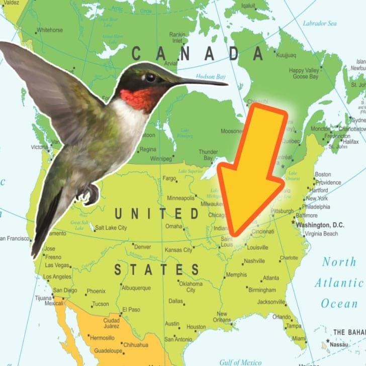 The Ruby-throated hummingbird breeds in Canada (east of Rockies) and eastern United States.