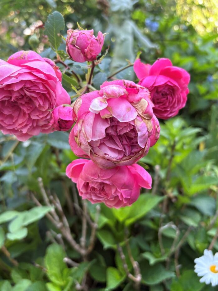 Moroccan Rose