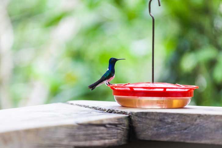 Choose a hummingbird feeder that is easy to clean, has a perch, and stores the sugar water below the feeding ports to help deter bees
