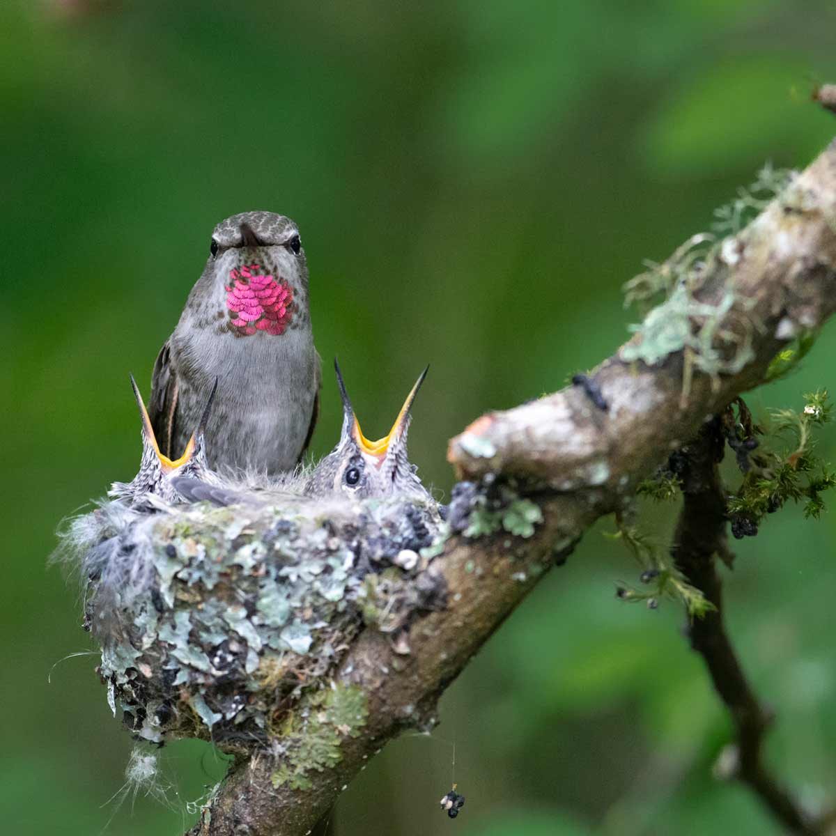Hummingbirds build tiny nests from leaves, plants, twigs, and spider silk