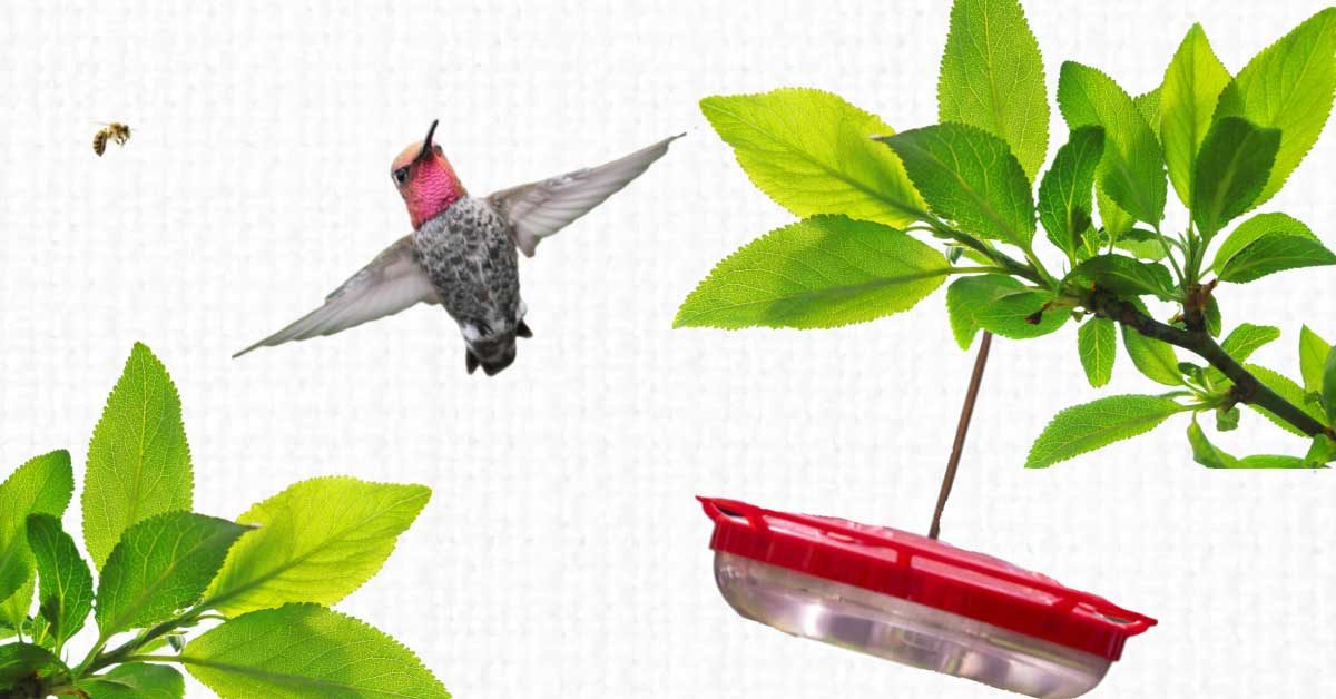 Hummingbird avoiding sugar water feeder
