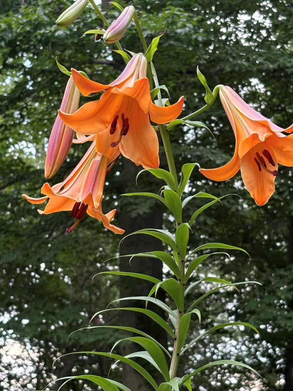 Oriental lily