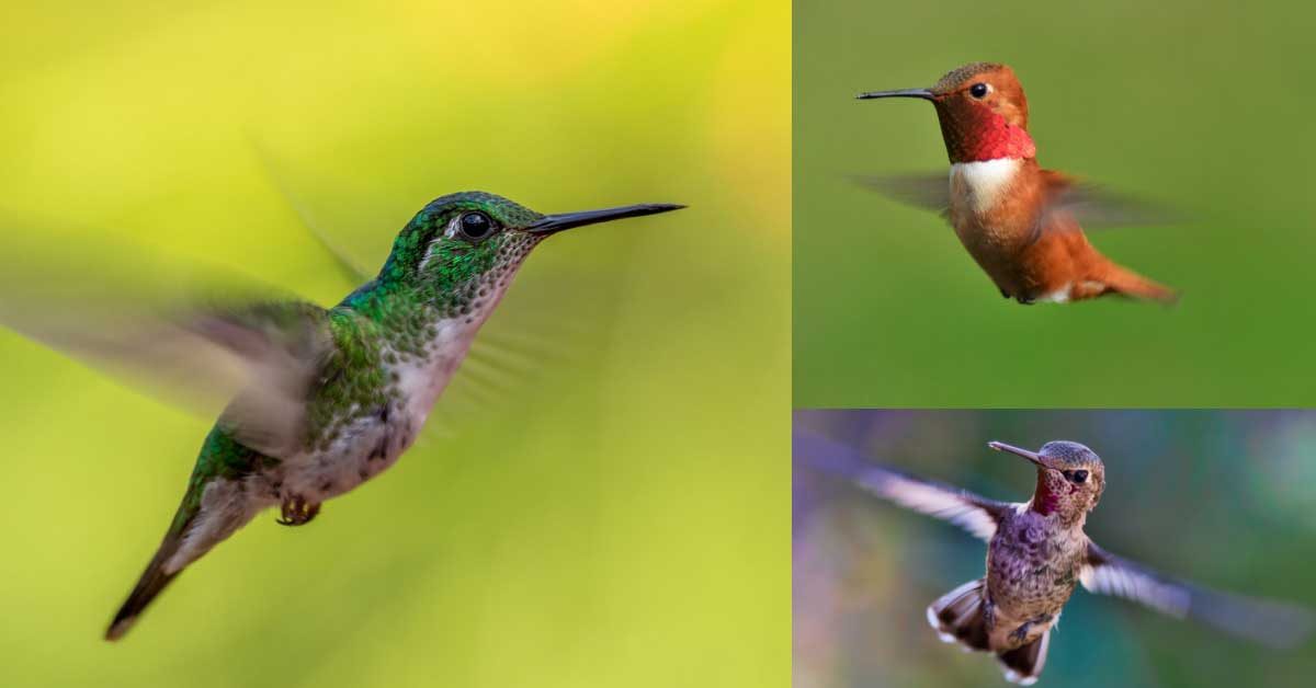 Of the 25 hummingbird species in the US, approximately 10 also summer in Canada